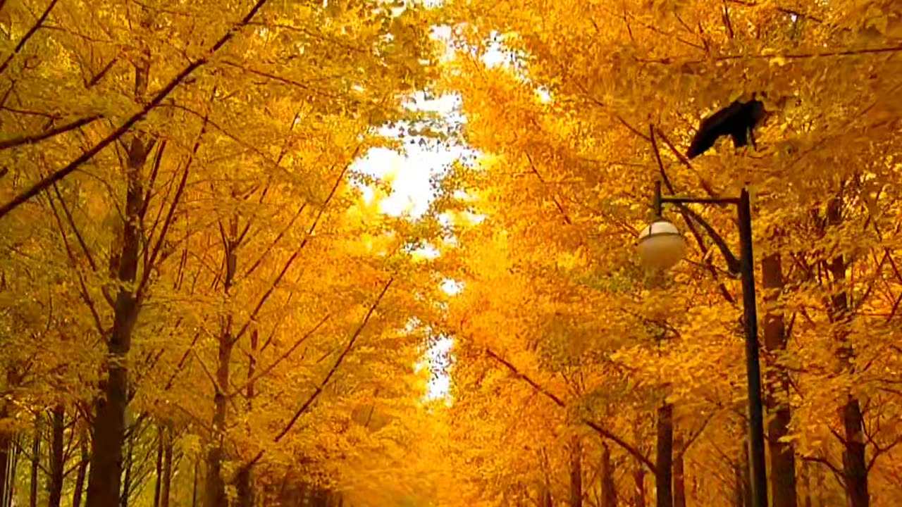 Yellow trees on both sides of the road, nature is beautiful video 2025 skc.com 6