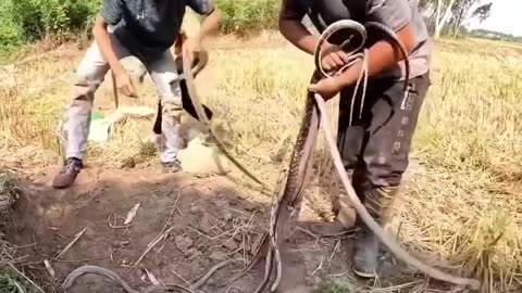 1 3 Boys Found 1Milio $ Snakes From Secret Place