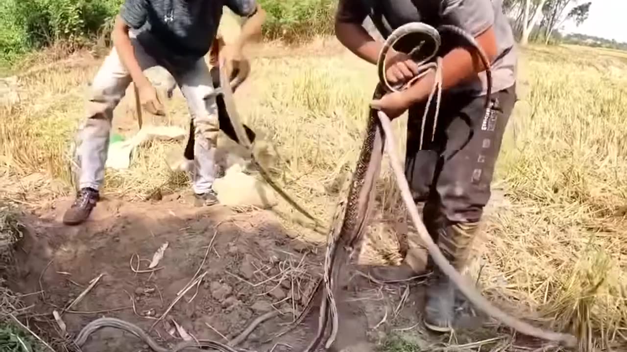 1 3 Boys Found 1Milio $ Snakes From Secret Place