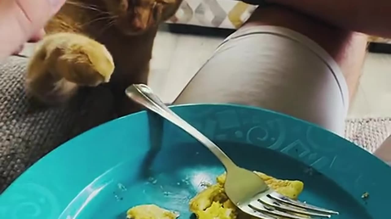 Funny cats