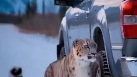 Snow Leopard an Epic Mountain Rescue