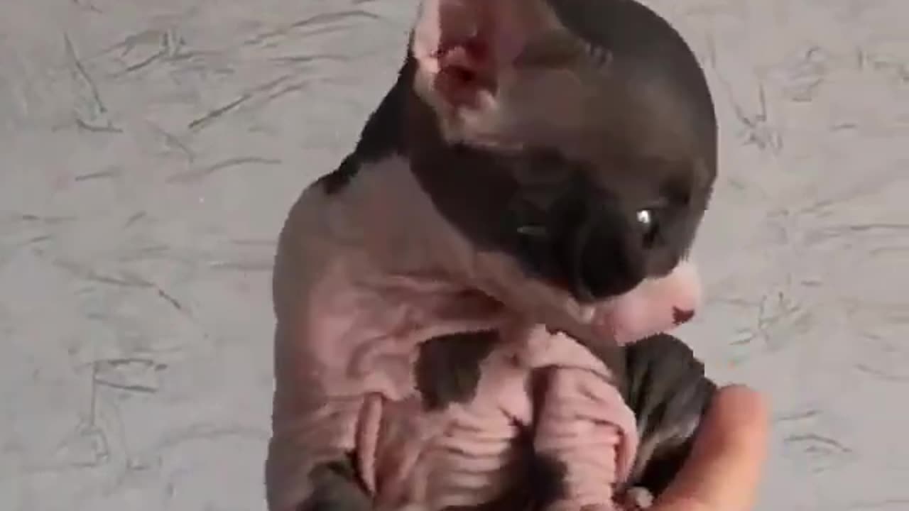 Say something about this Sphynx Kitten