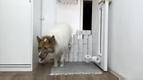 CAT and dog jumping