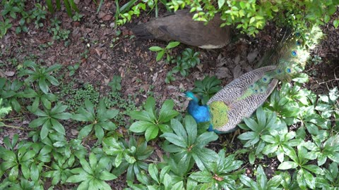 PEACOCKS