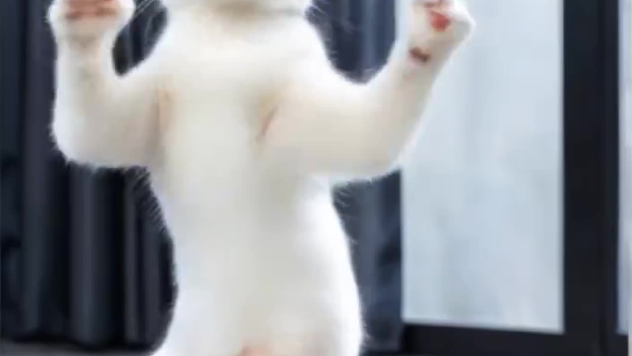 Cat Dance