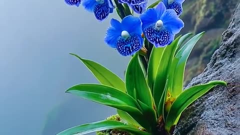They bloom in this harsh environment, showing unmatched resilience and beauty.