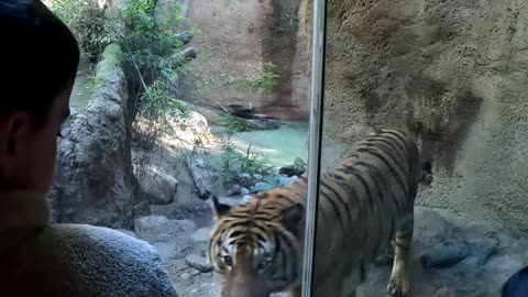 Malayan Tiger at the San Diego Zoo