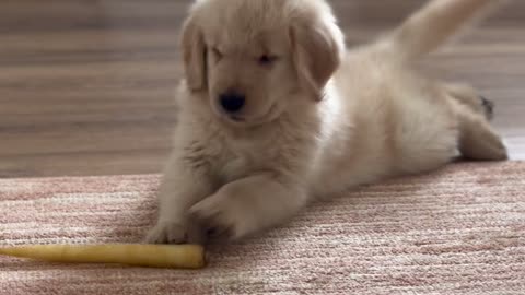 Cannoli The Golden Puppy Versus A Carrot