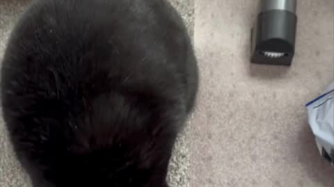 Cute Precious Piper Plays with the Camera Strap - Adopting a Cat from a Shelter Vlog #shorts