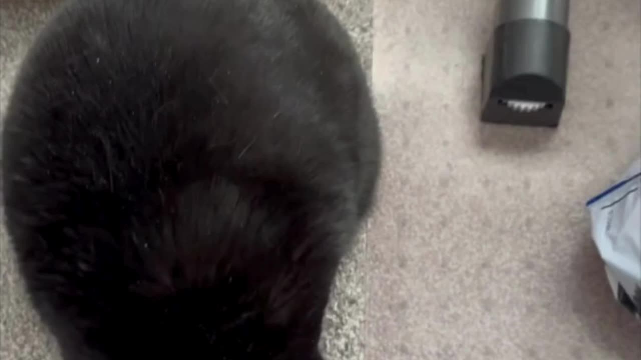 Cute Precious Piper Plays with the Camera Strap - Adopting a Cat from a Shelter Vlog #shorts