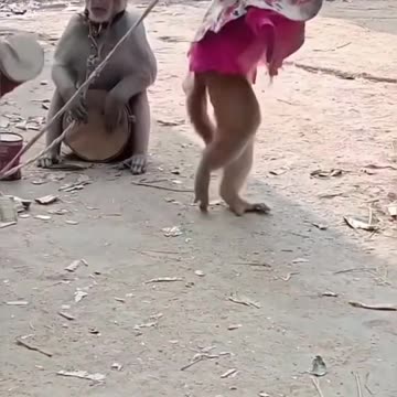 Dancing monkey