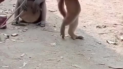 Dancing monkey