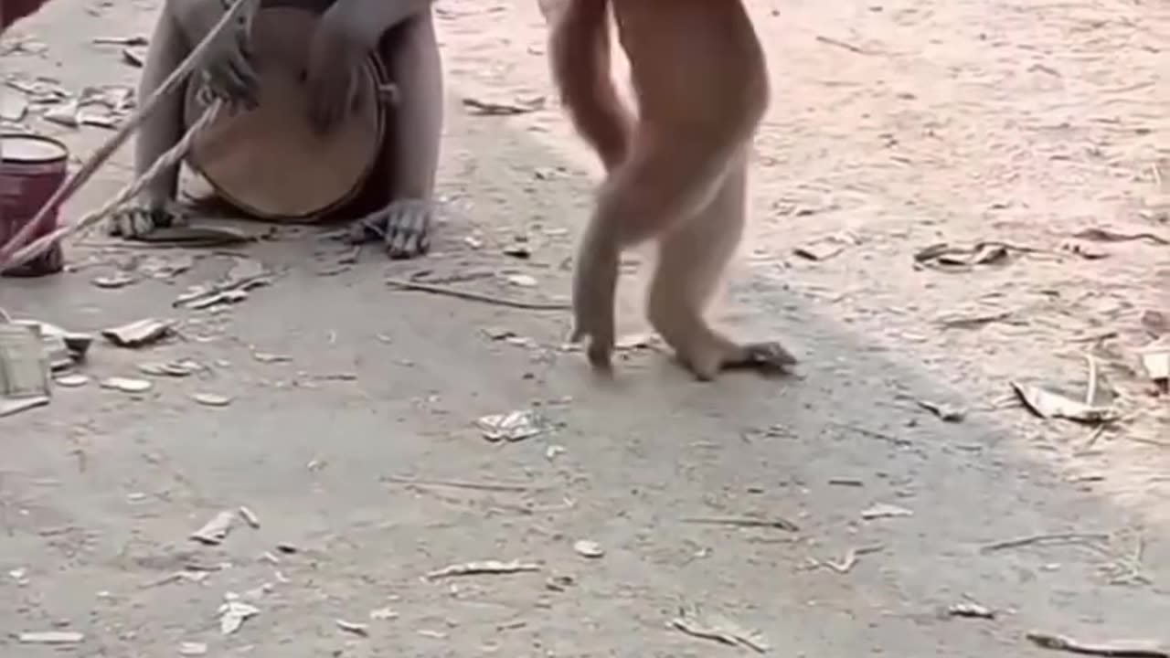 Dancing monkey