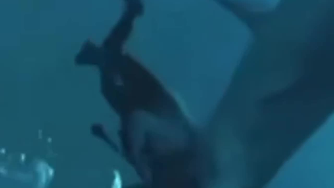 Shark Chomps Diver's Head