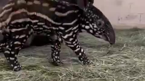 timeline cleanse, baby tapir