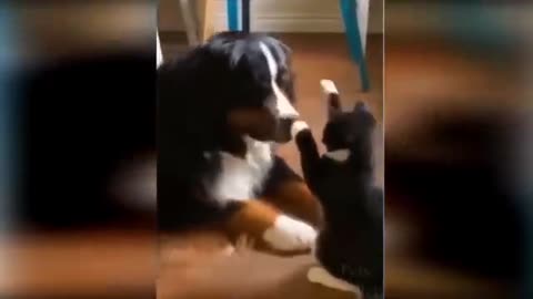 funny animal vide