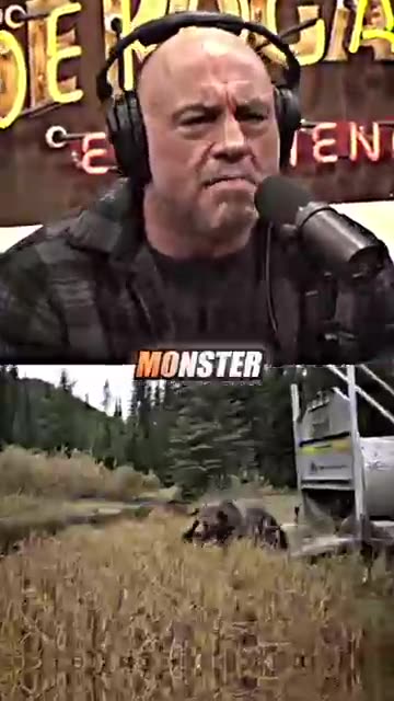 Bear VS. Alligator VS. Lion 😳 ft. Joe Rogan