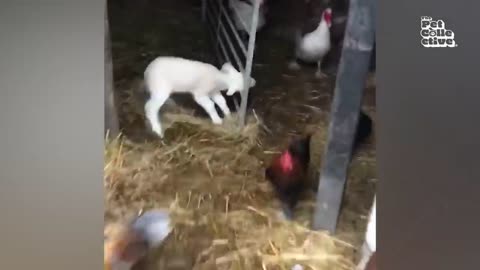 Funniest Farm Animals