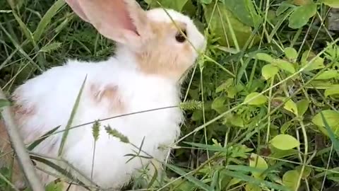 #Rabbit