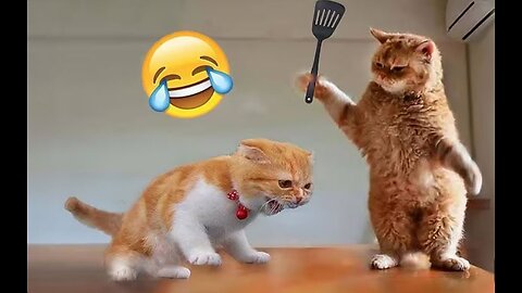 Funniest Cats and Dogs 🐶🐱| #funnydogs #funnycats #funnyvideo