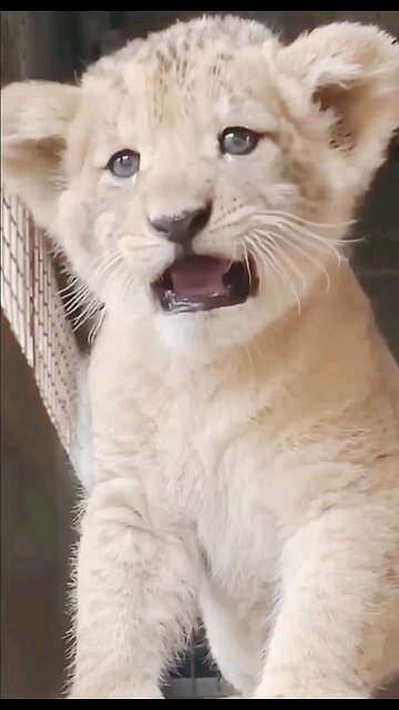 wildlife Baby lion Cuteness overload!