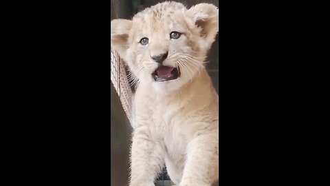 wildlife Baby lion Cuteness overload!