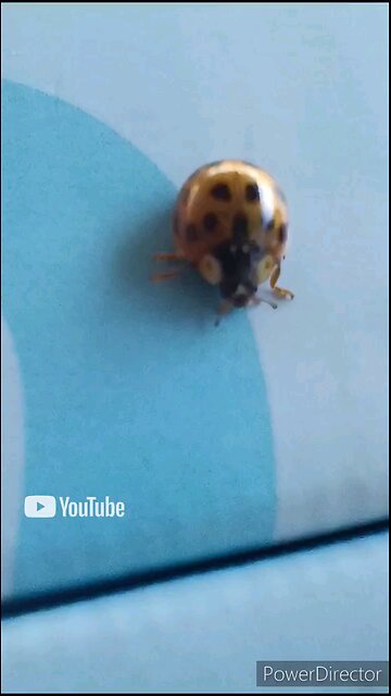 lady bug
