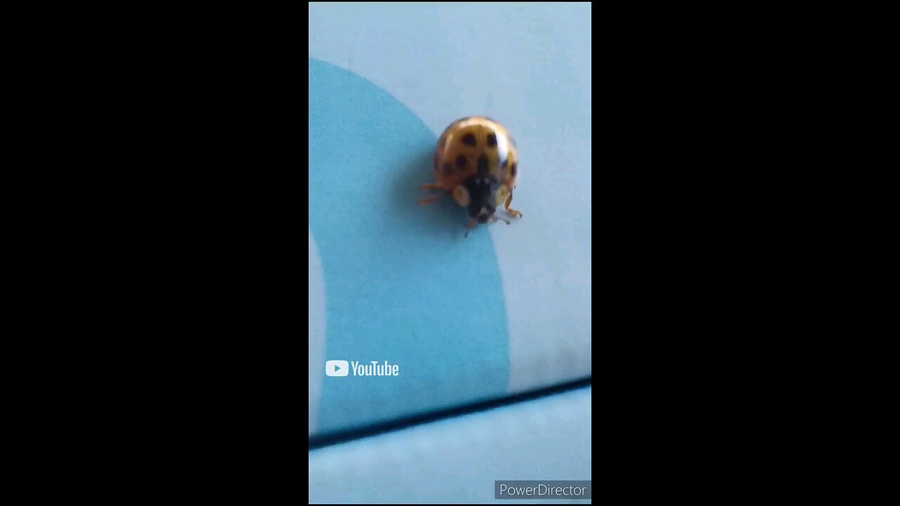 lady bug