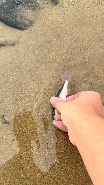 Sea life | Fish | Share