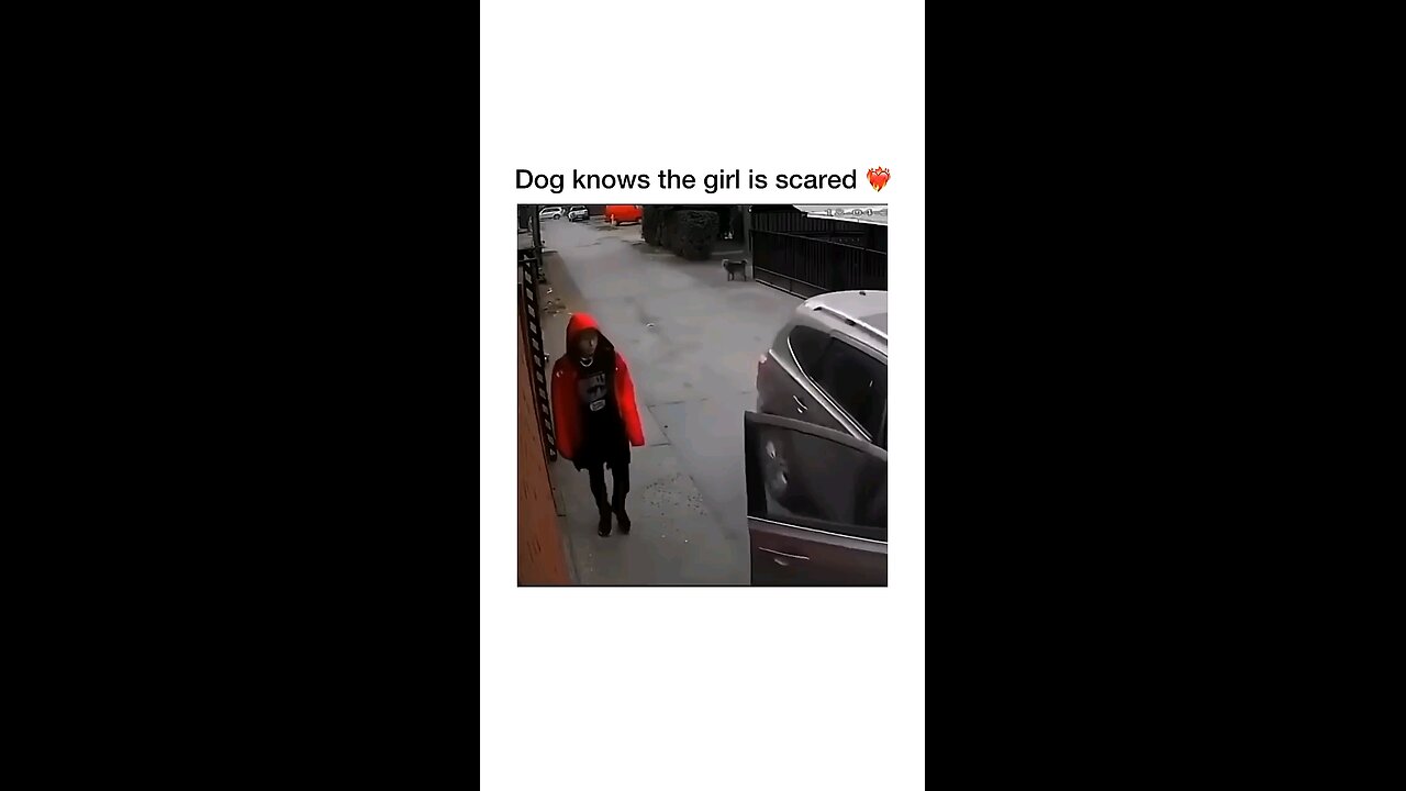The stray dog saved the girl ❤❤🥰