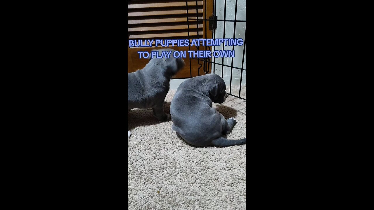 bully puppies playing