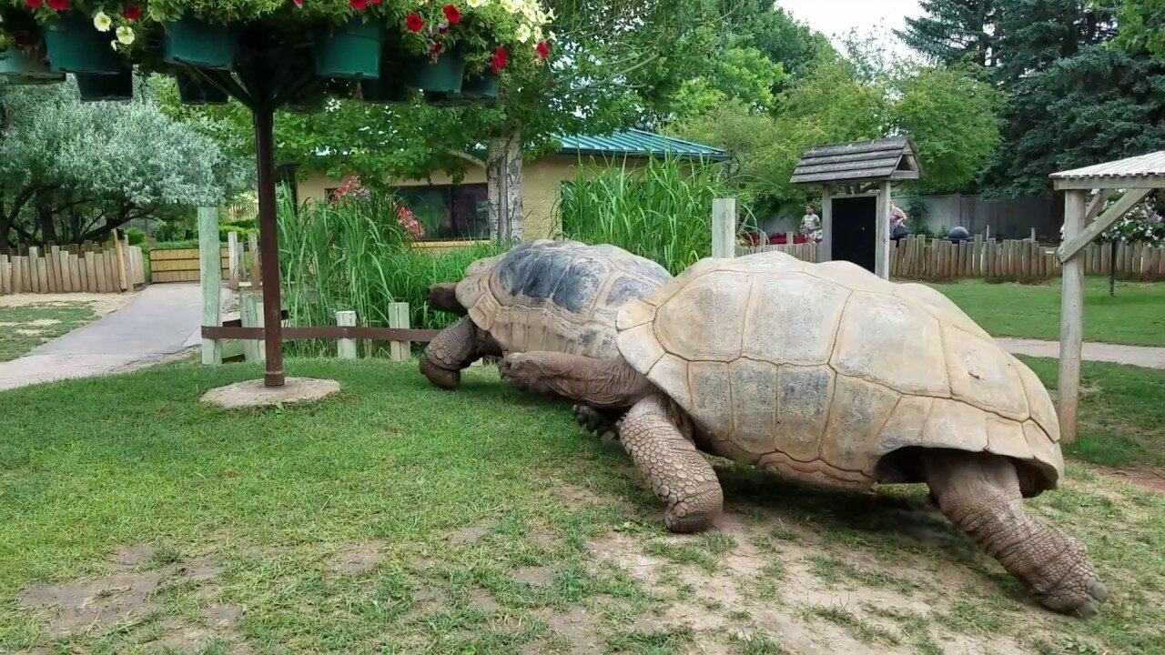 The Majestic Dash: Giant Tortoises in Full Speed