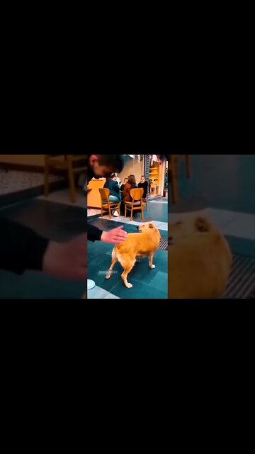 dog watching tv !funny moments