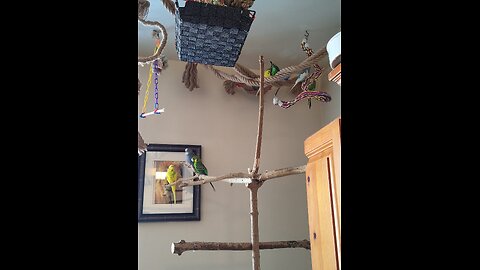 Sound therapy of 9 Budgies