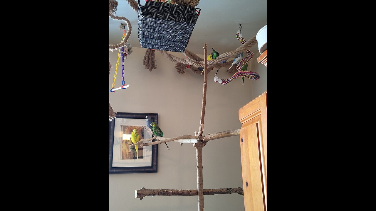 Sound therapy of 9 Budgies