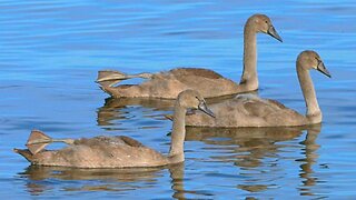 Six Big Mute Swan Cygnets Swimming at Sea