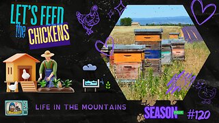 Life in the Mountains | Let's Feed the Chickens | E120