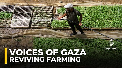 Gaza farmers fight to revive agriculture after 15 months of war devastated farmlands