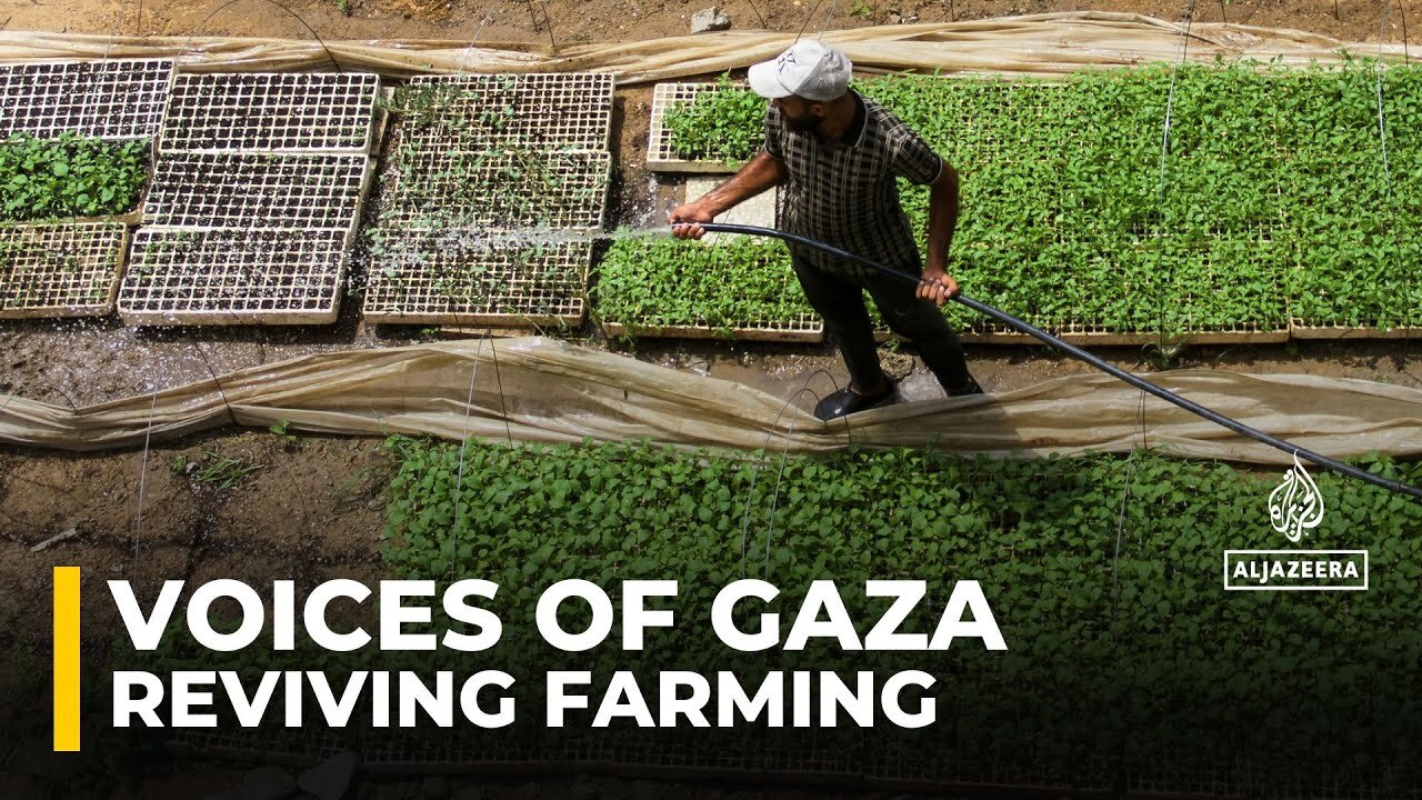 Gaza farmers fight to revive agriculture after 15 months of war devastated farmlands