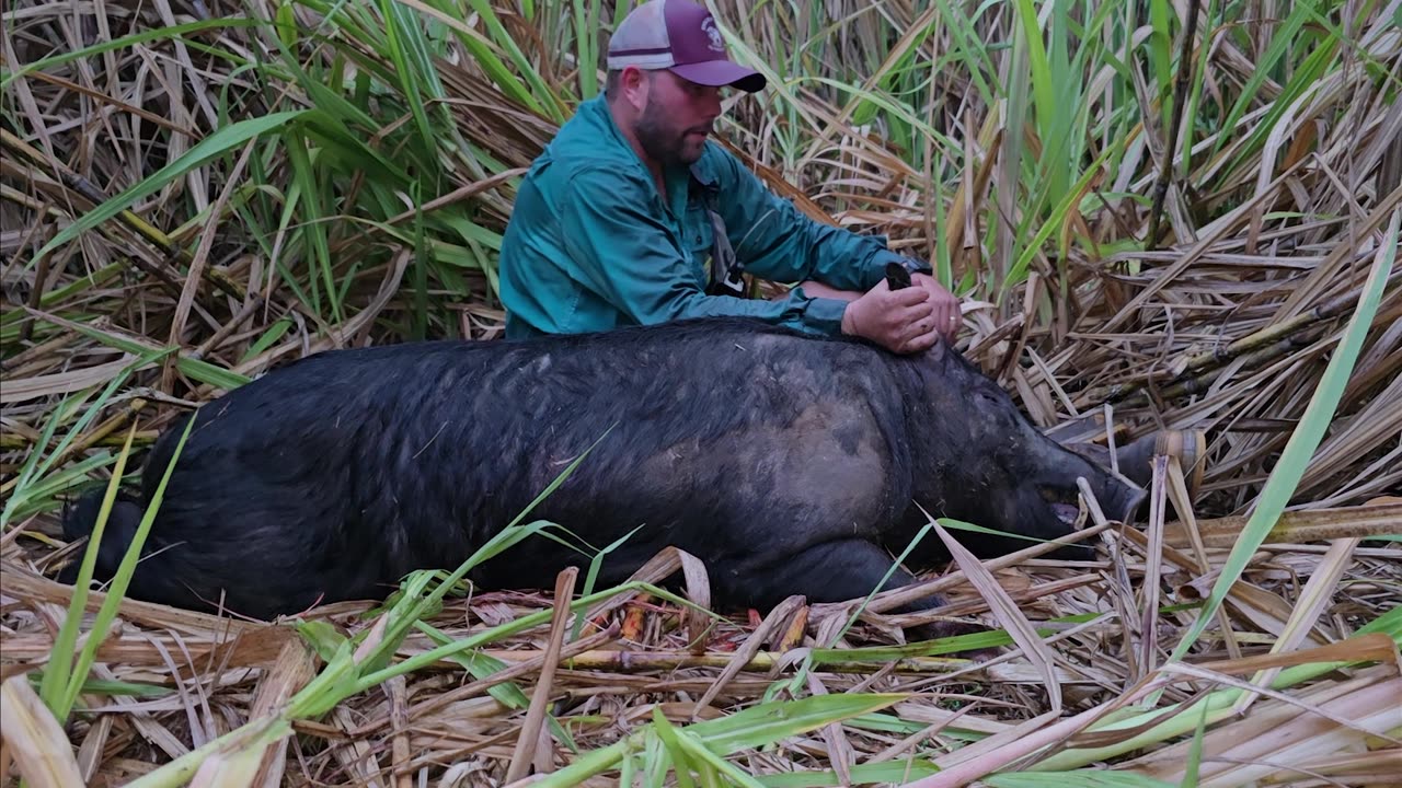 3 Good boars to end 2024!!!