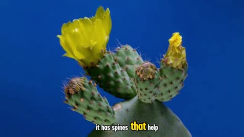 Cactus : the resilient desert plant