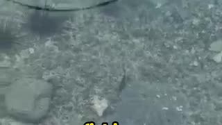 This Bird Outsmarts Fish in the Most Genius Way!