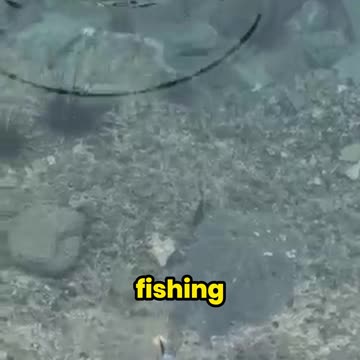 This Bird Outsmarts Fish in the Most Genius Way!