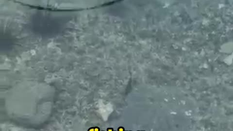 This Bird Outsmarts Fish in the Most Genius Way!