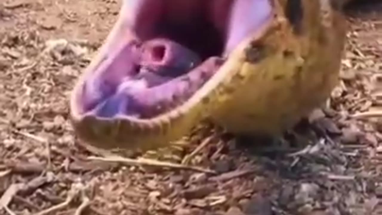 19-Foot MONSTER Snake Captured You Want To believe
