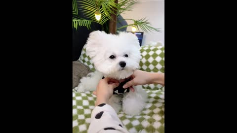 A Royal Moment for Pets: A SPA Day That Made This Dog Smile! 🛁🐾