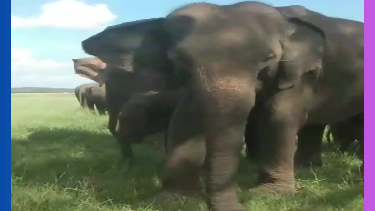 Unbelievable Wild Animal Encounters | Amazing Moments in the Animal Kingdom