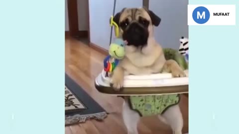 🤣Funny Dog Videos 2025🤣 🐶 It's time to LAUGH with Dog's life