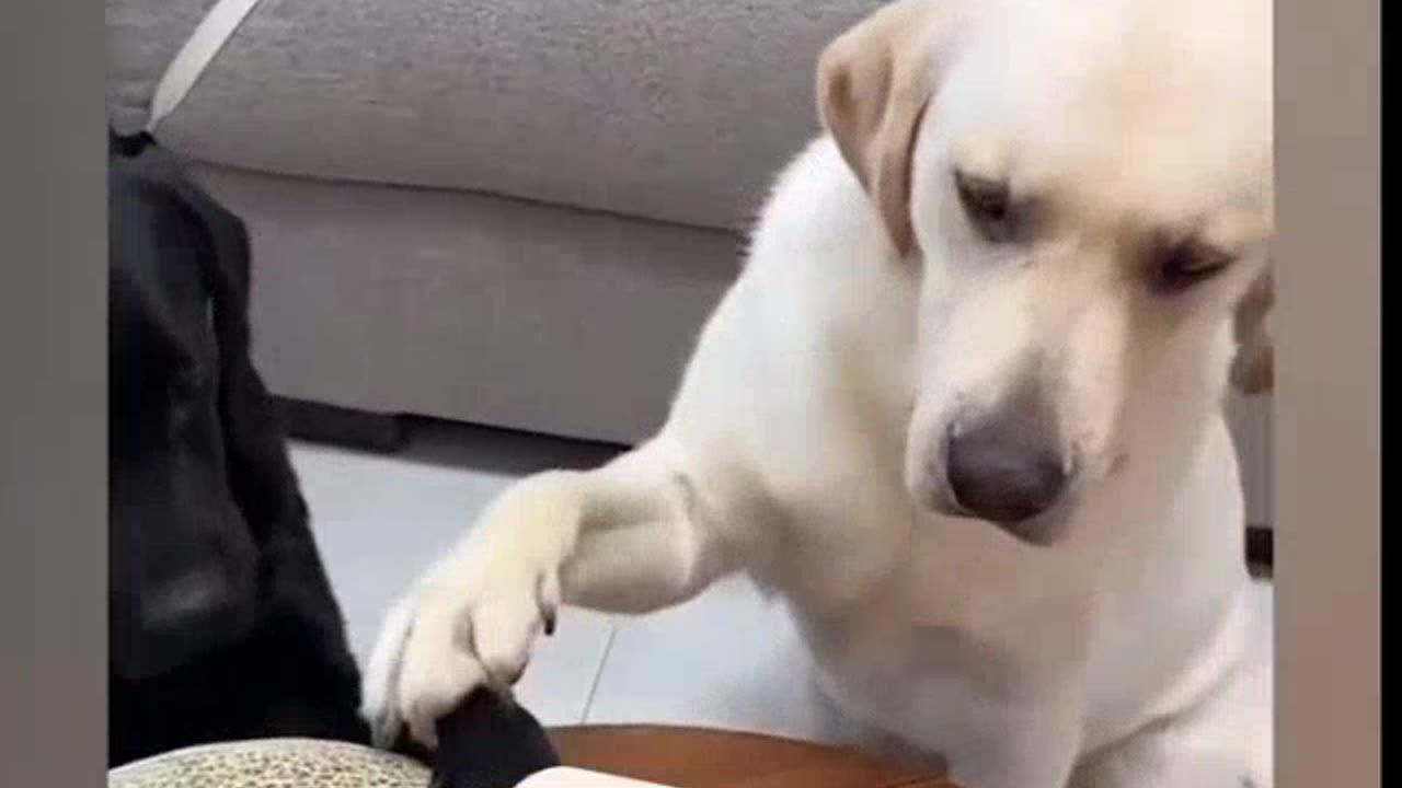 smart dog