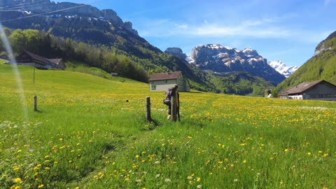 Flowers meadow 🌍